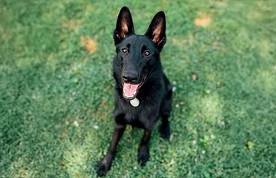 SCOUT